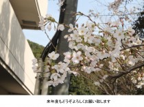 桜
